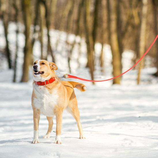 Chien en laisse rouge sur neige avec longe pour chien haute qualité, parfaite pour promenades hivernales et contrôle optimal.